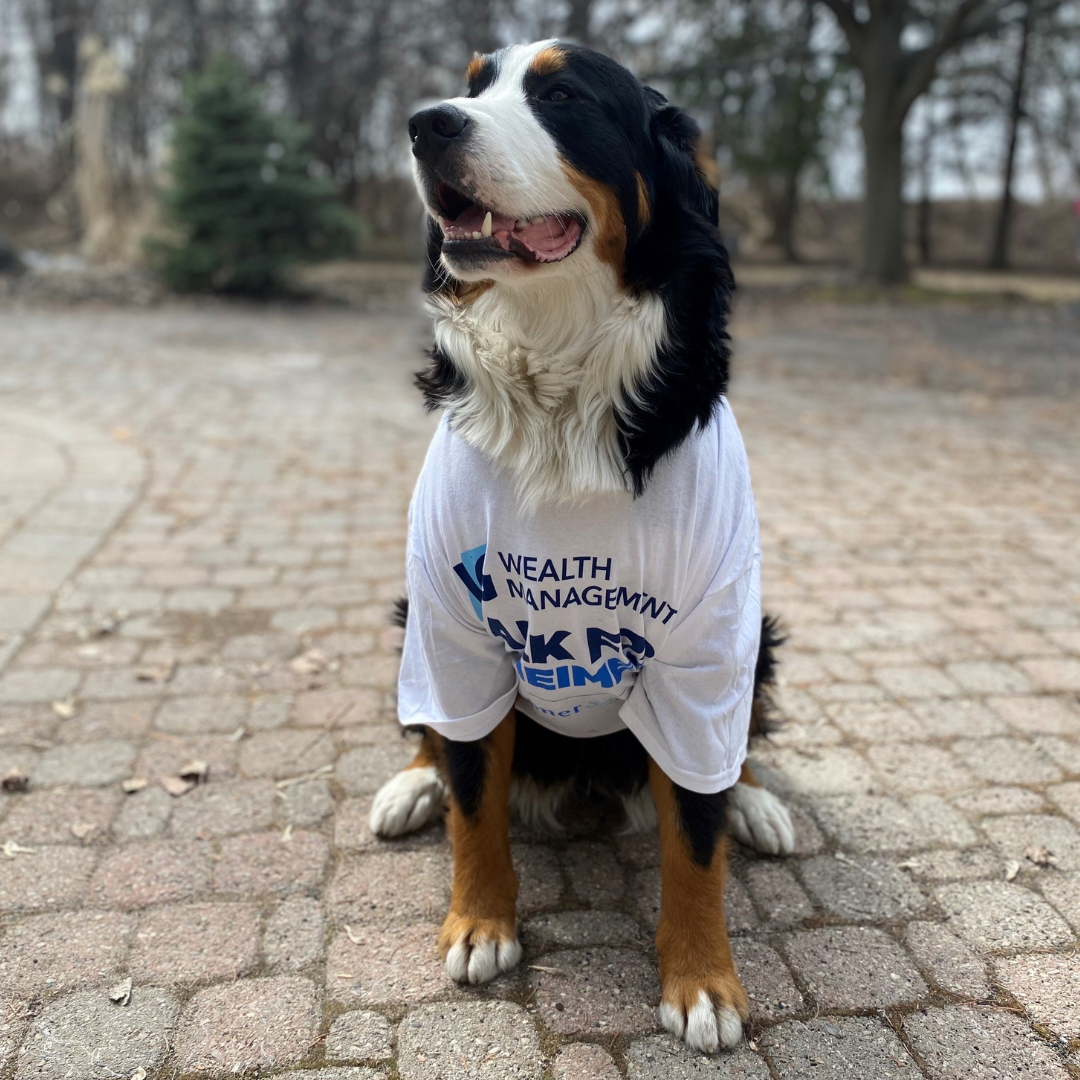 Dog wearing white IG Shirt
